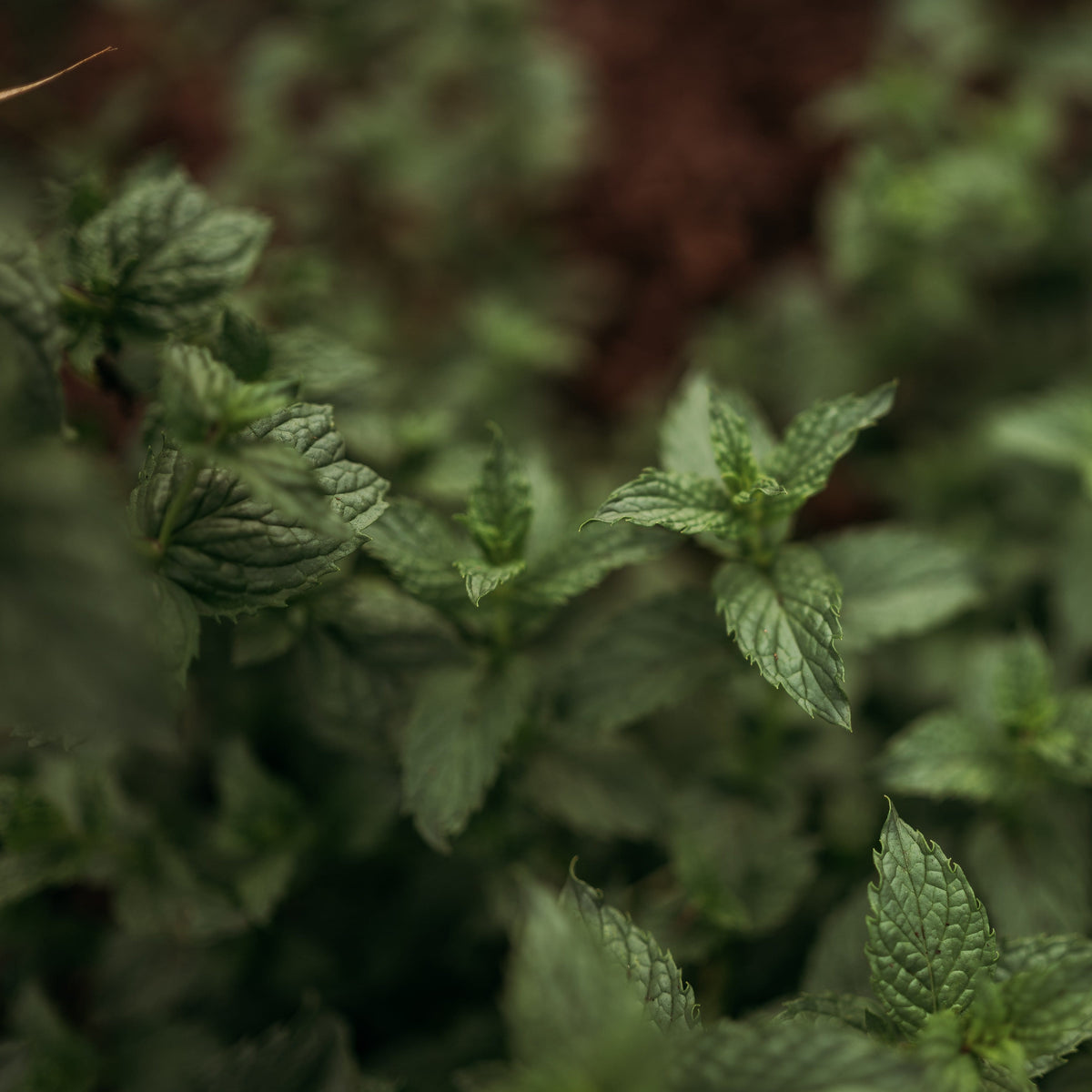 Spearmint