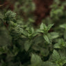 Spearmint