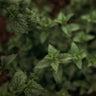 Spearmint