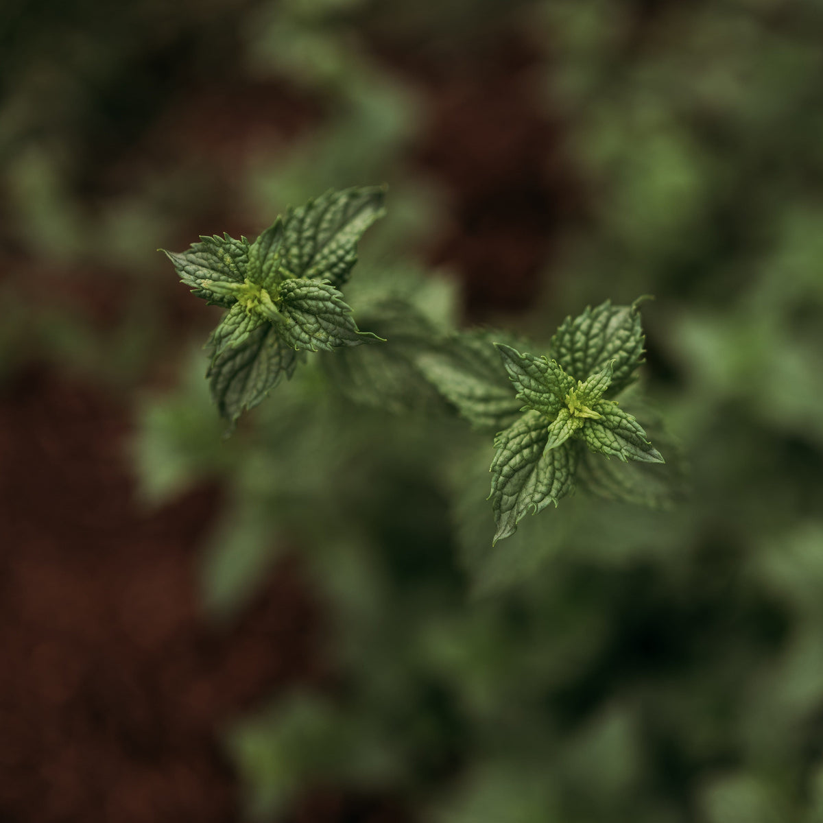 Spearmint