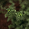Spearmint