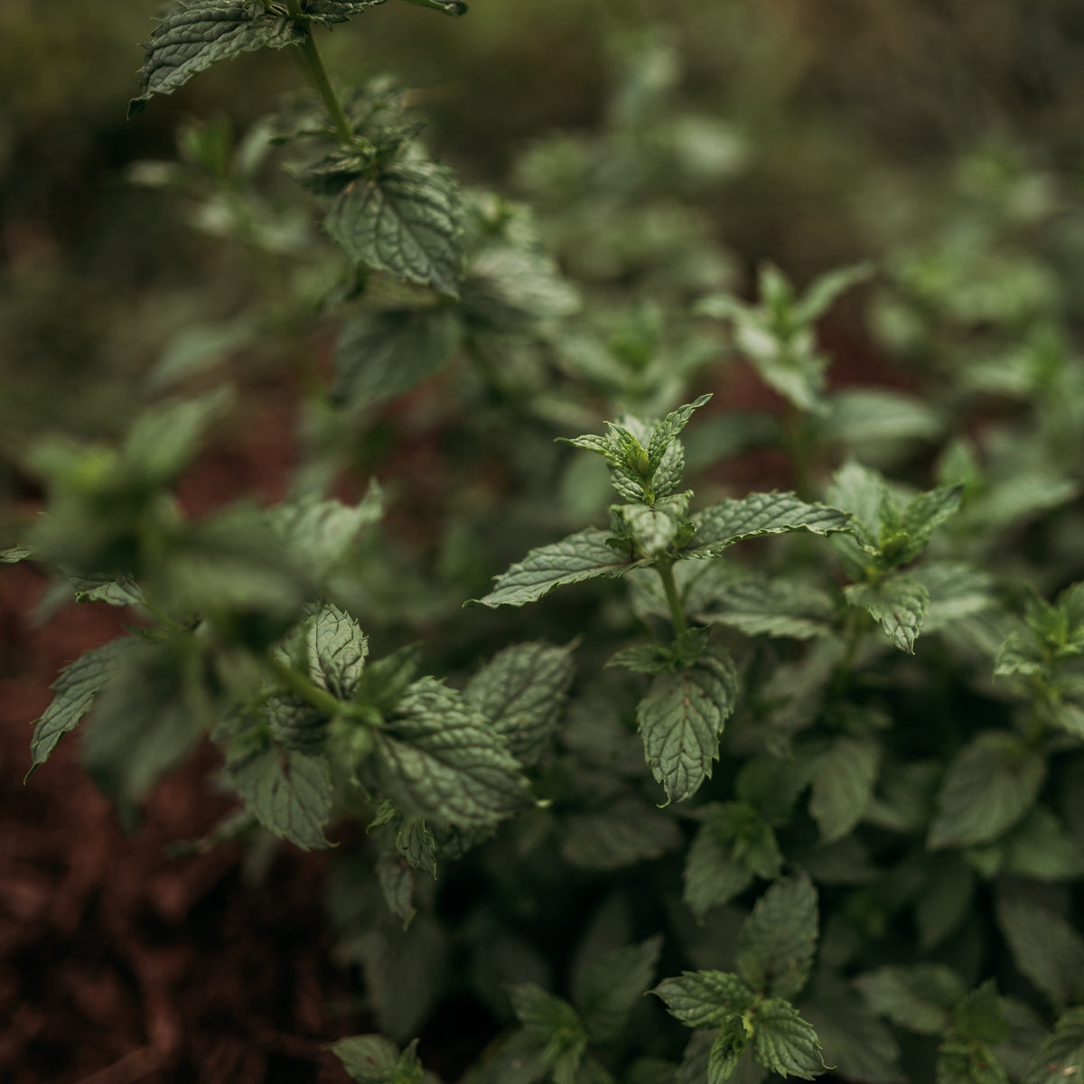 Spearmint