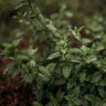 Spearmint