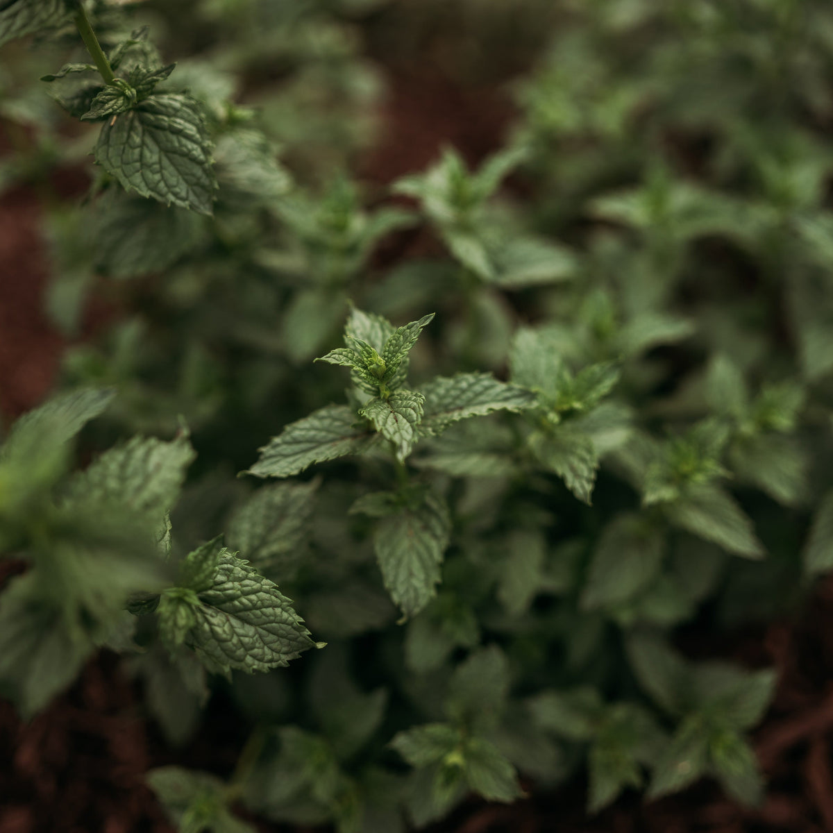 Spearmint