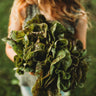 Speckled Butterhead Lettuce