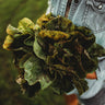 Speckled Butterhead Lettuce