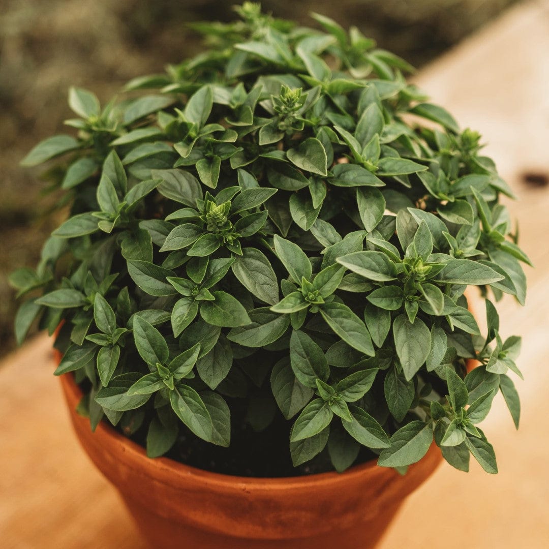 Spicy Globe Basil