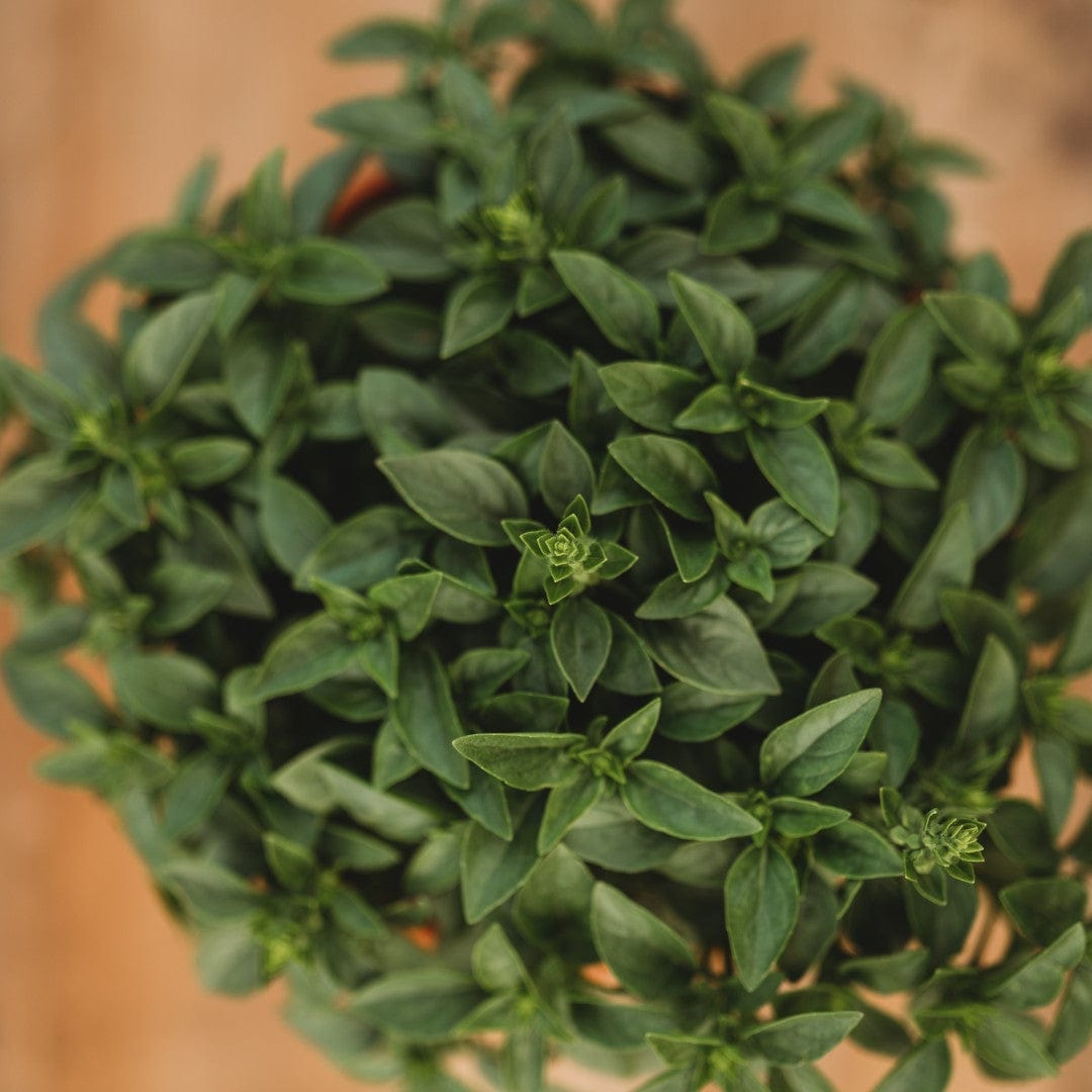 Spicy Globe Basil