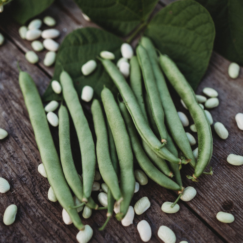 State White Half-Runner Bean