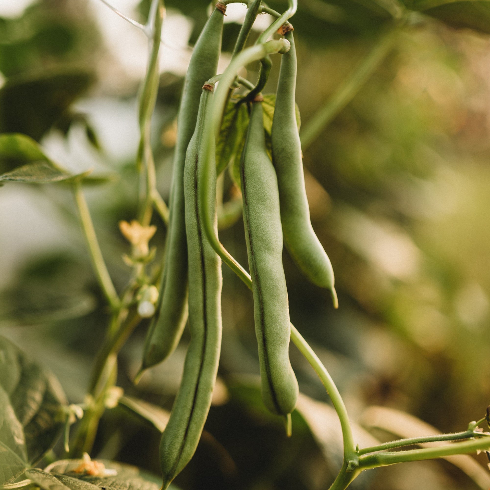 plant runner bean seeds State White Half-Runner Bean