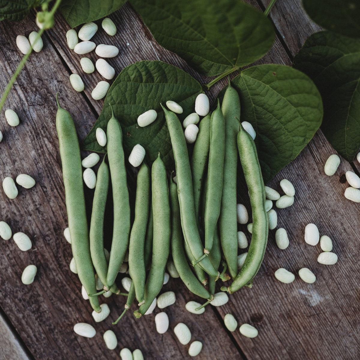 State White Half-Runner Bean