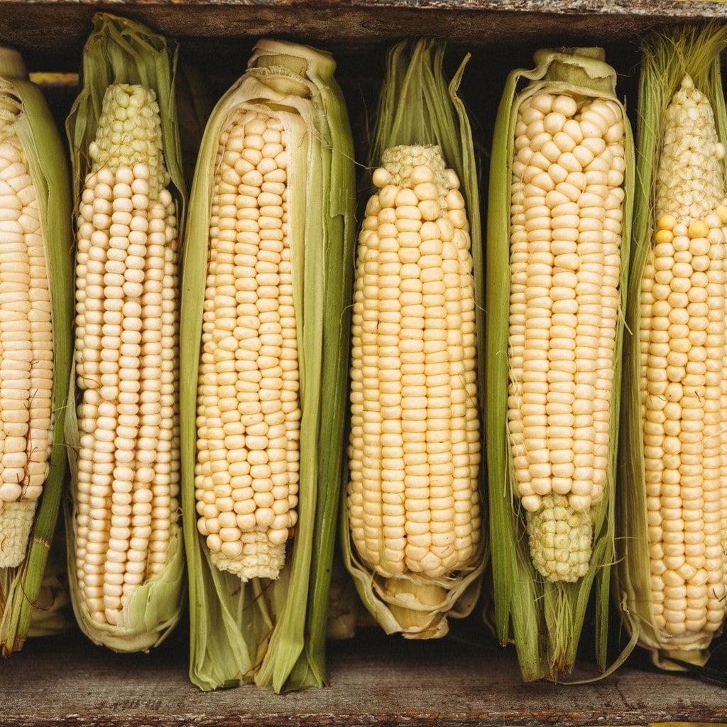 Stowell's Evergreen Sweet Corn Seeds