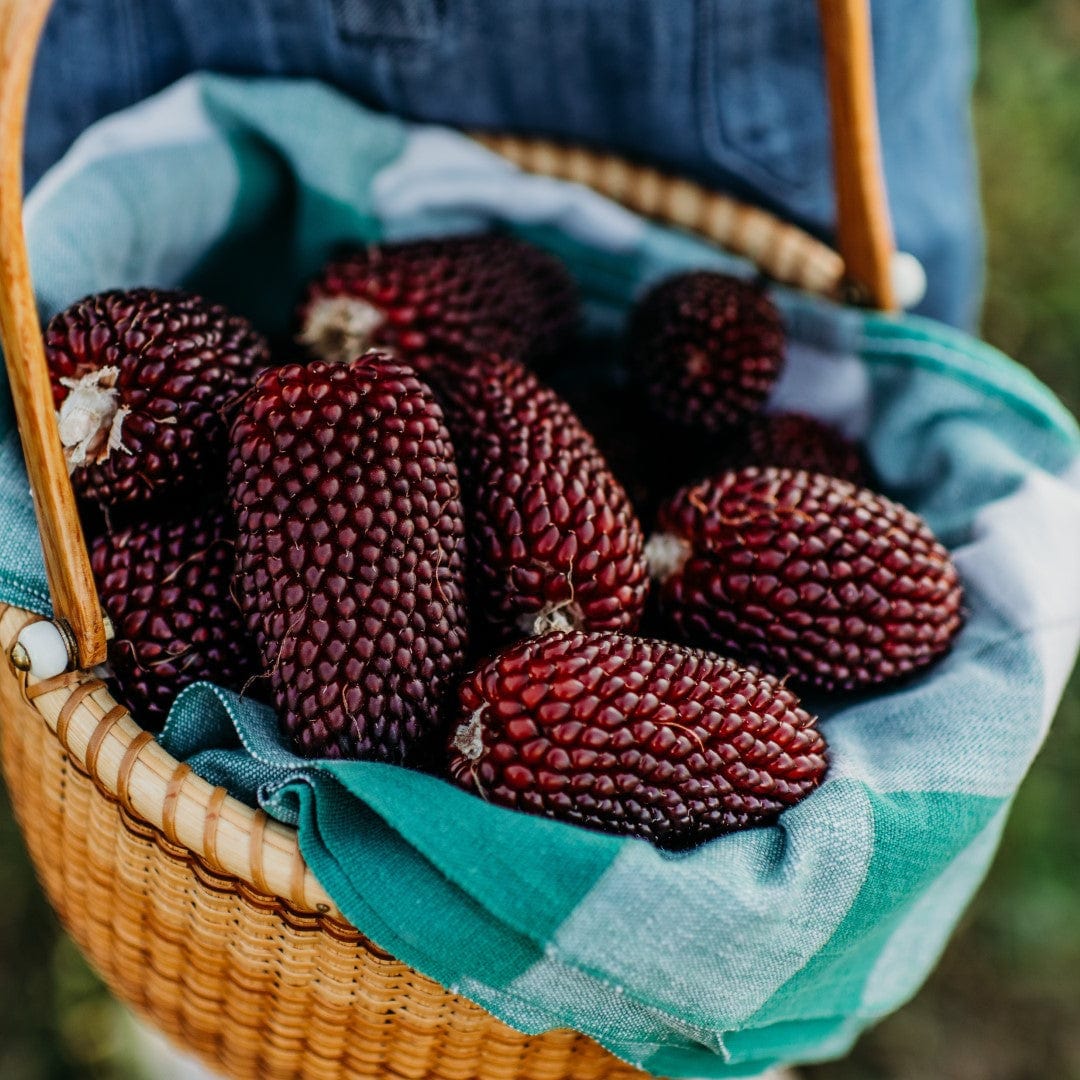 Strawberry Popcorn Seeds