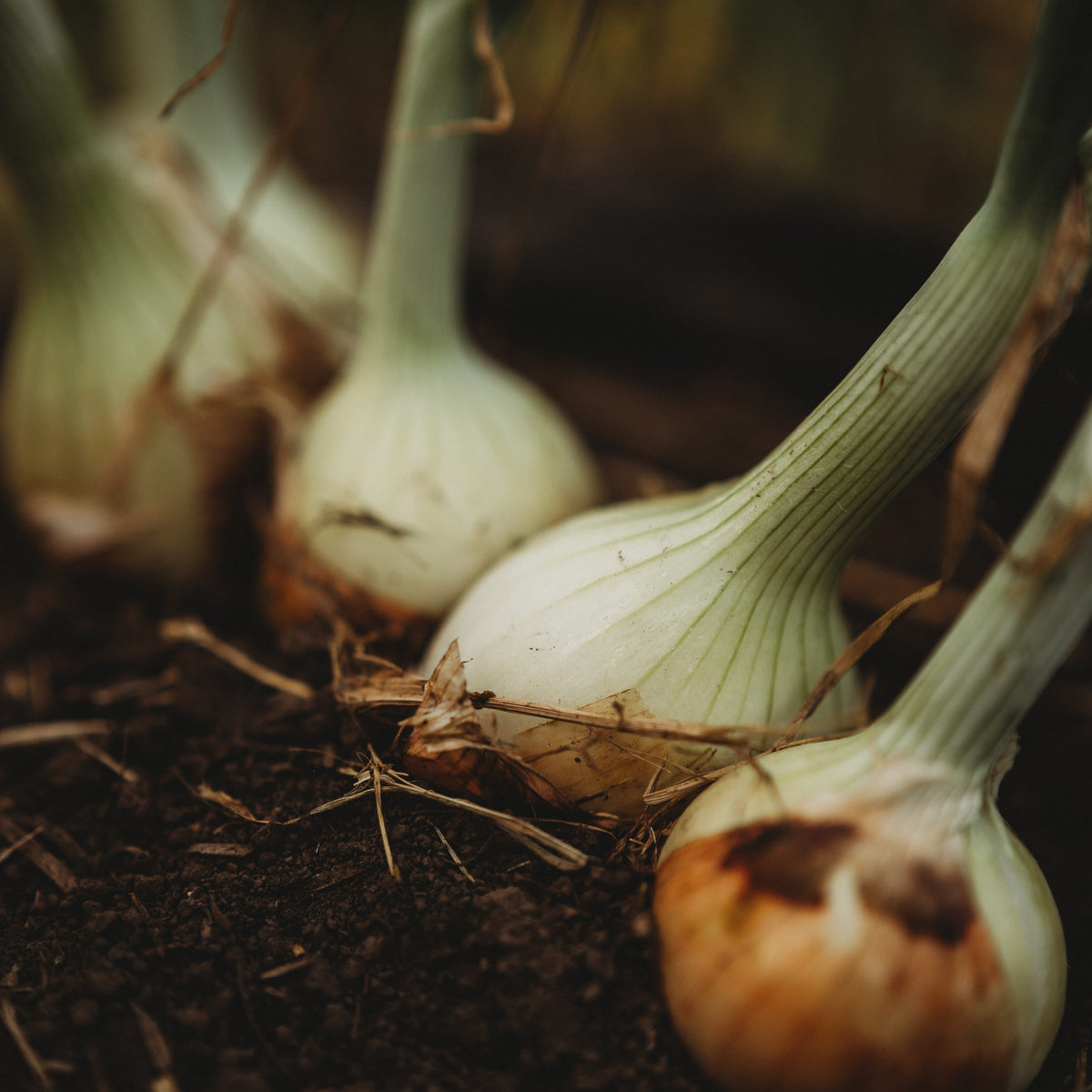 Stuttgarter Onion