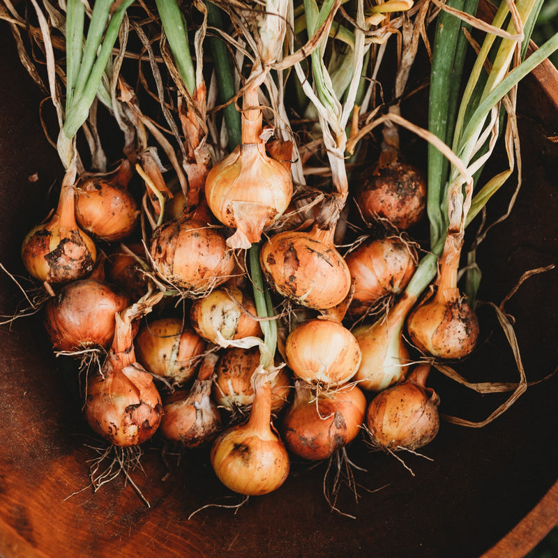 Stuttgarter Onion