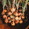 Stuttgarter Onion