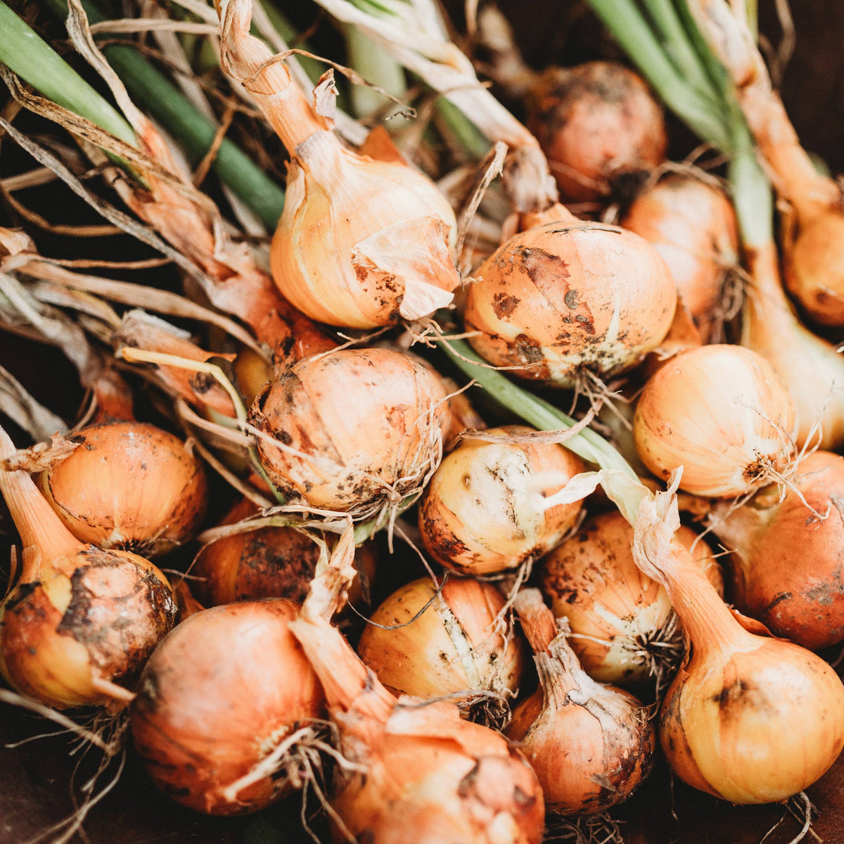Stuttgarter Onion