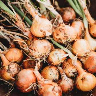 Stuttgarter Onion
