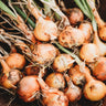 Stuttgarter Onion
