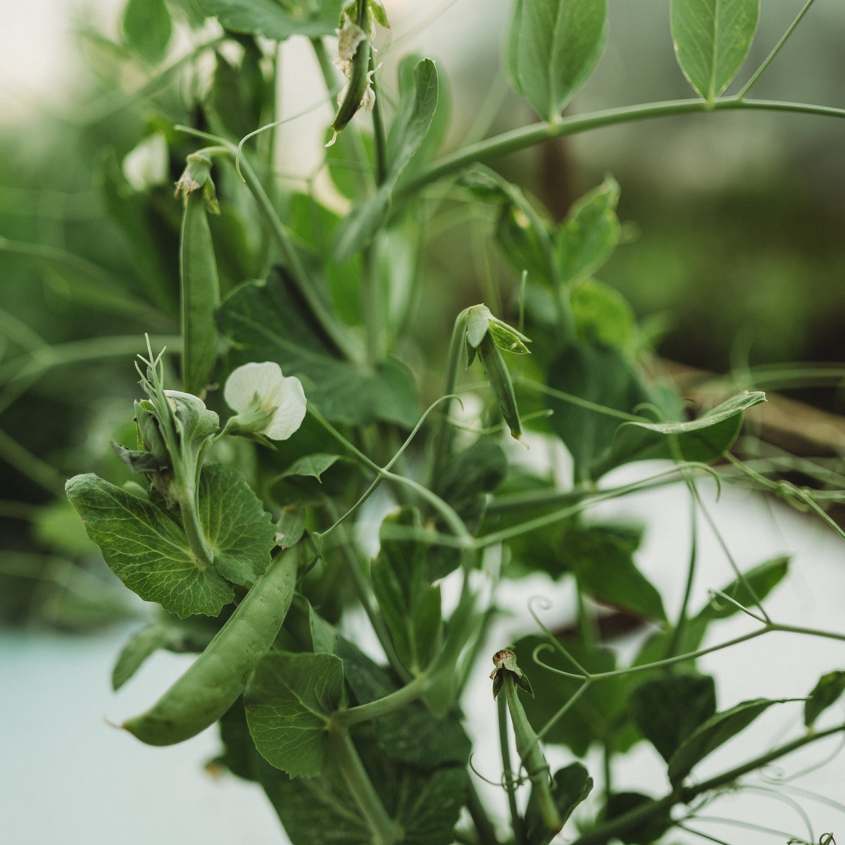 Sugar Ann Snap Pea