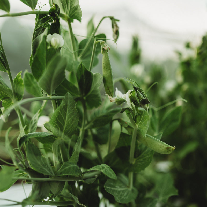 Sugar Ann Snap Pea