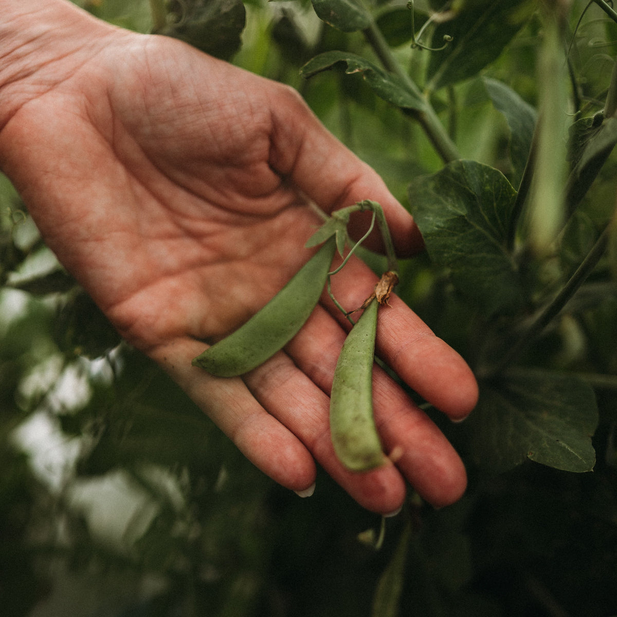 Sugar Ann Snap Pea
