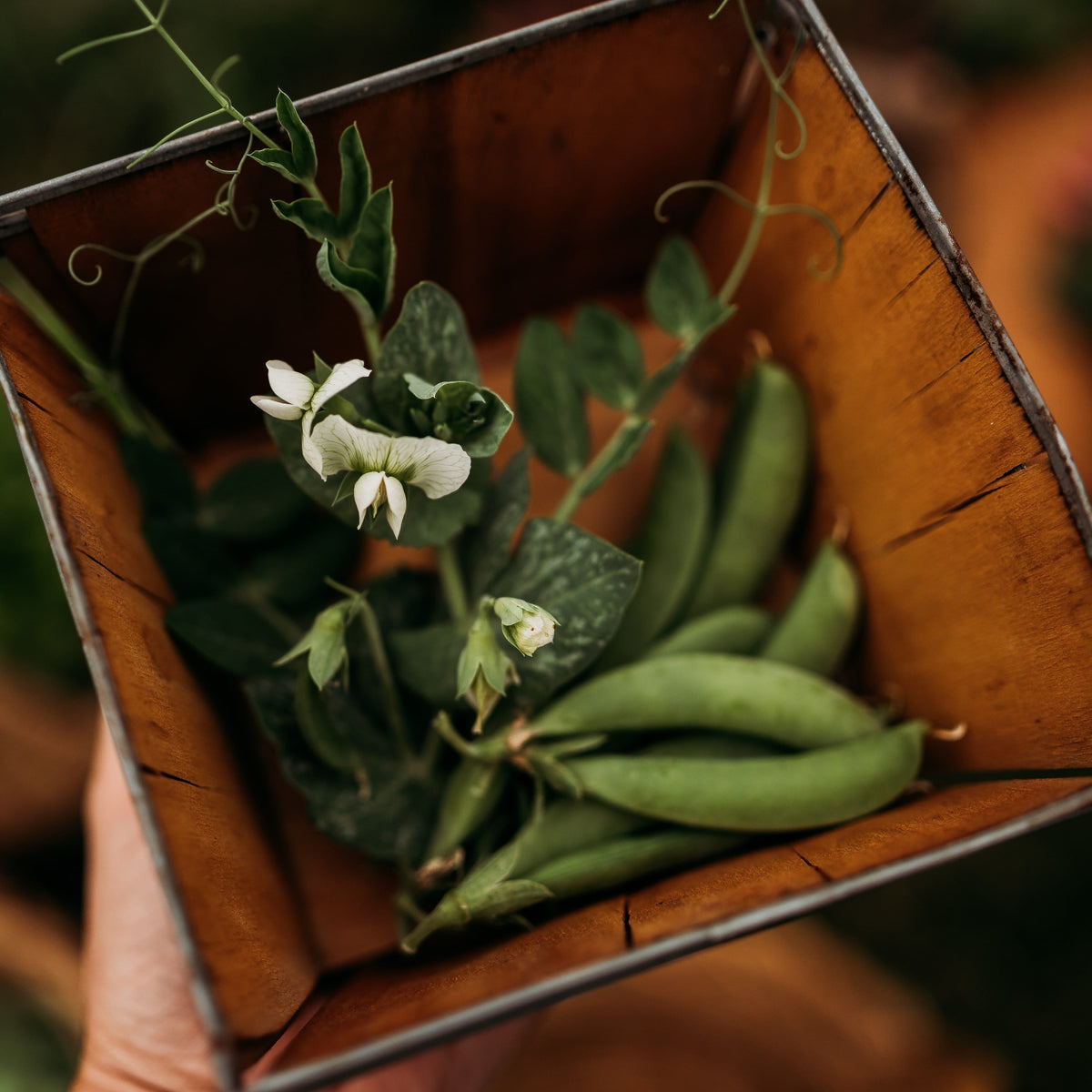 Sugar Ann Snap Pea