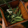 Sugar Ann Snap Pea