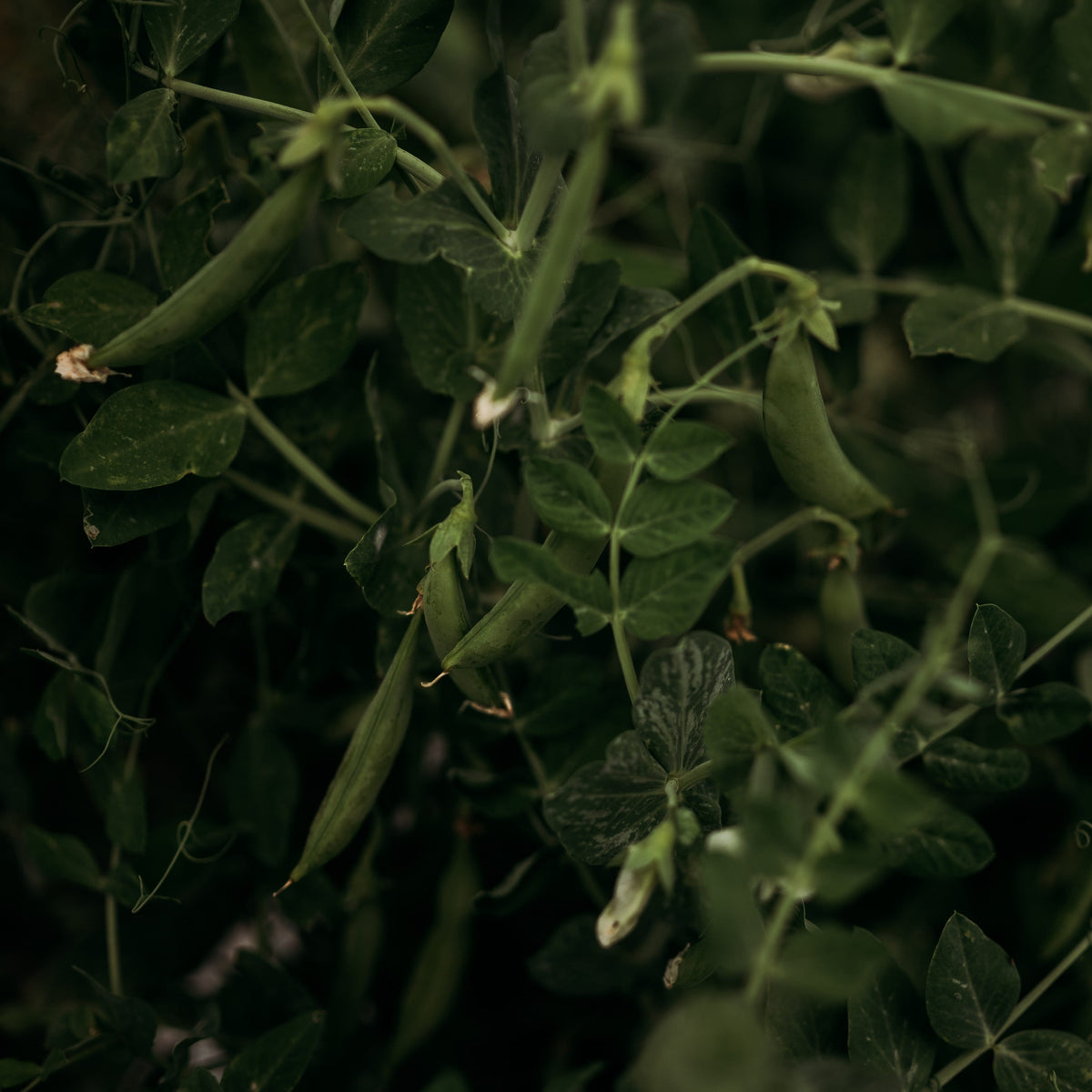 Sugar Ann Snap Pea