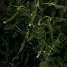 Sugar Ann Snap Pea