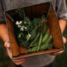 Sugar Ann Snap Pea