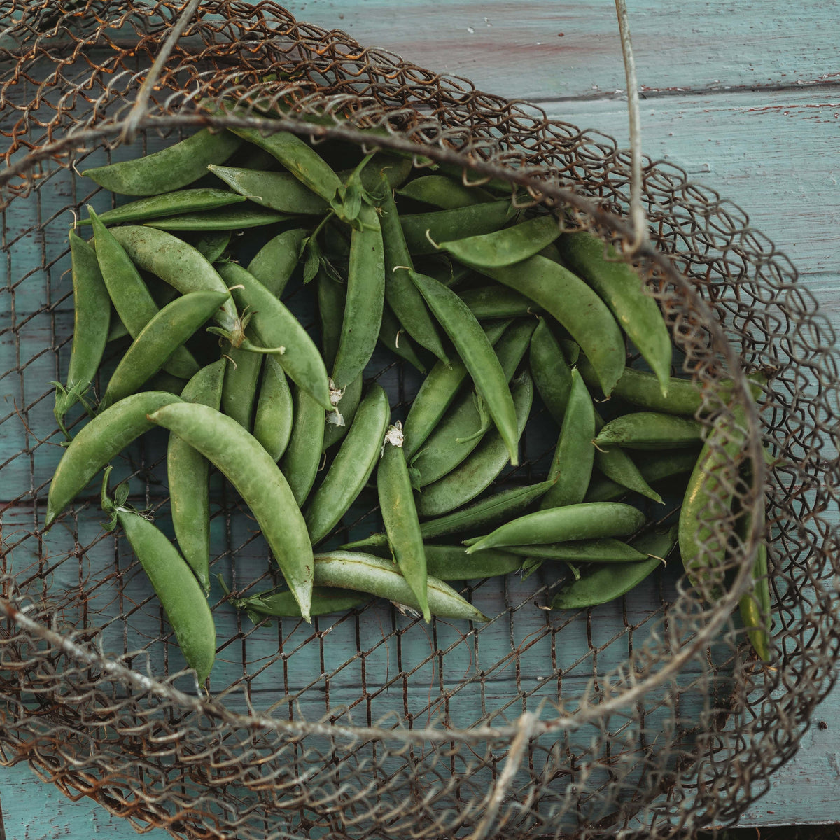 Sugar Snap Pea