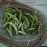 Sugar Snap Pea