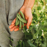 Sugar Snap Pea