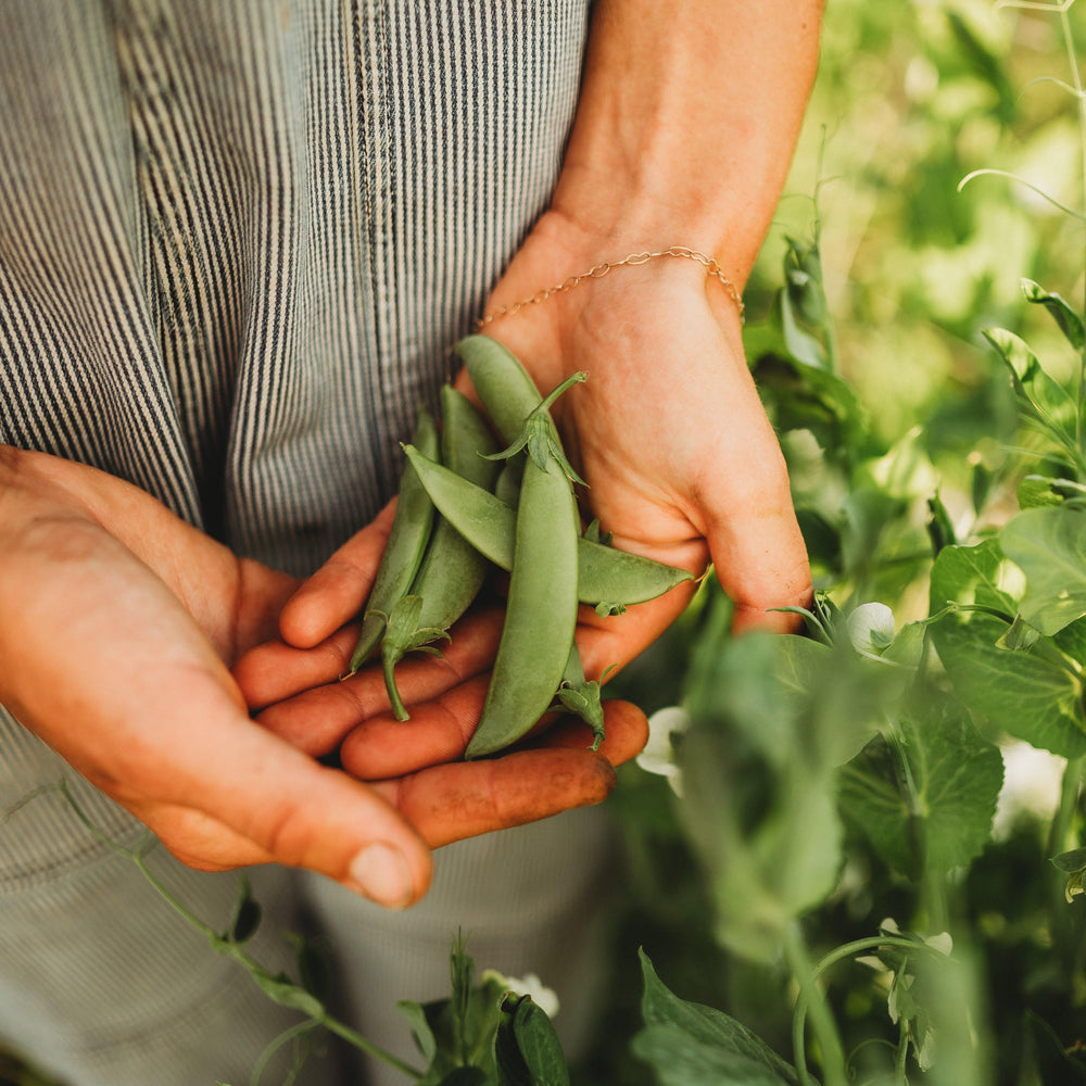 Sugar Snap Pea