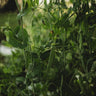 Sugar Snap Pea