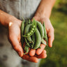 Sugar Snap Pea