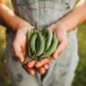 Sugar Snap Pea