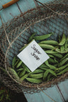 Sugar Snap Pea