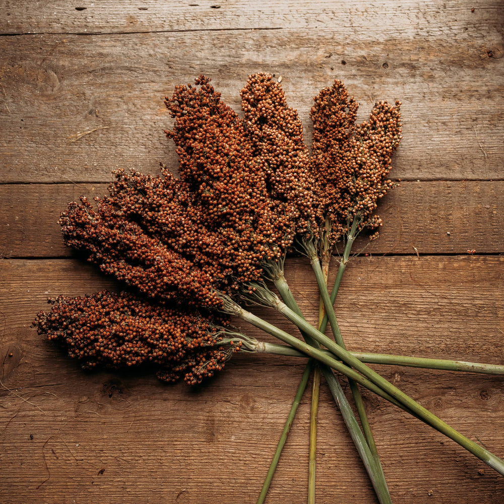 Sumac Sugar/Sweet Cane Sorghum