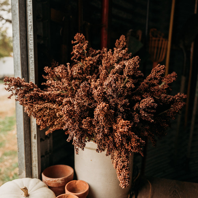 Sumac Sugar/Sweet Cane Sorghum