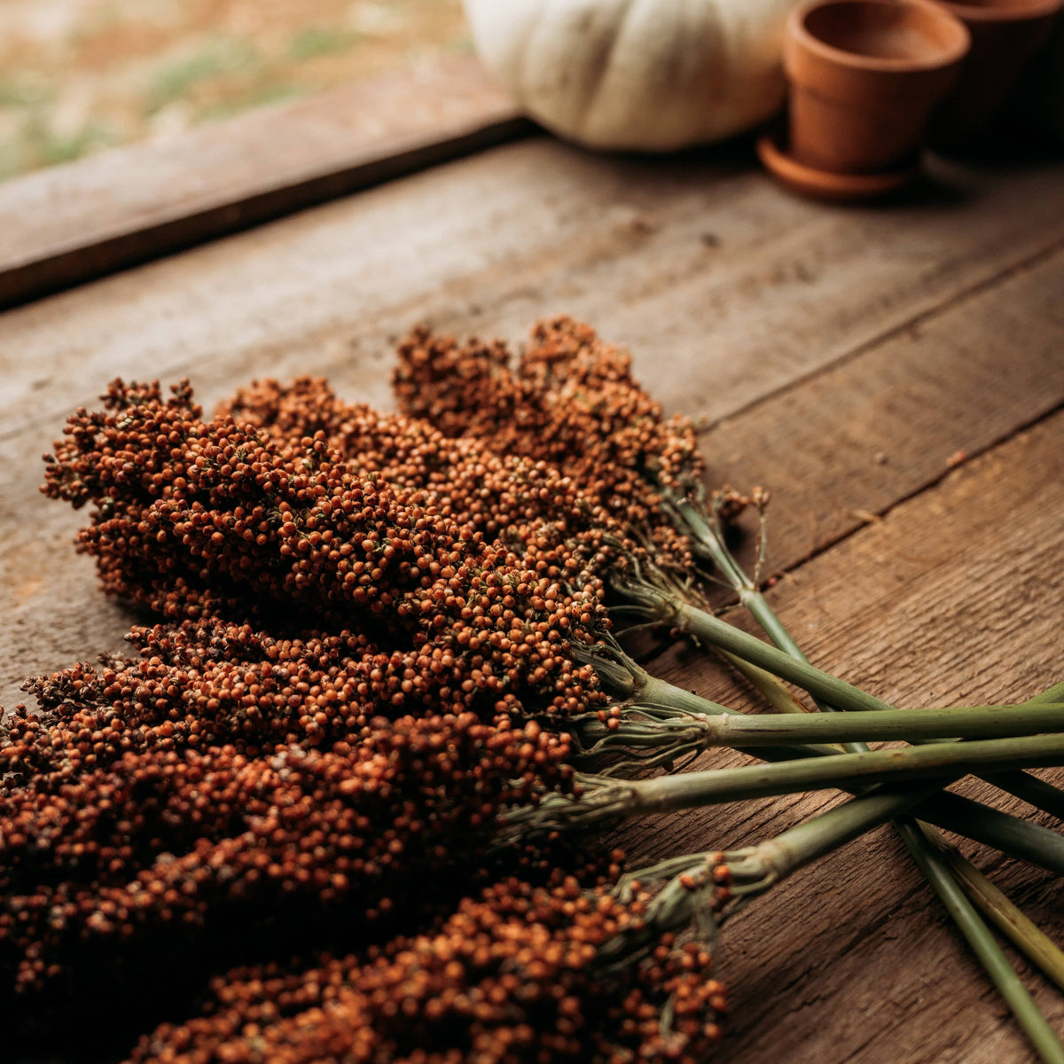 Sumac Sugar/Sweet Cane Sorghum