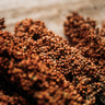 Sumac Sugar/Sweet Cane Sorghum