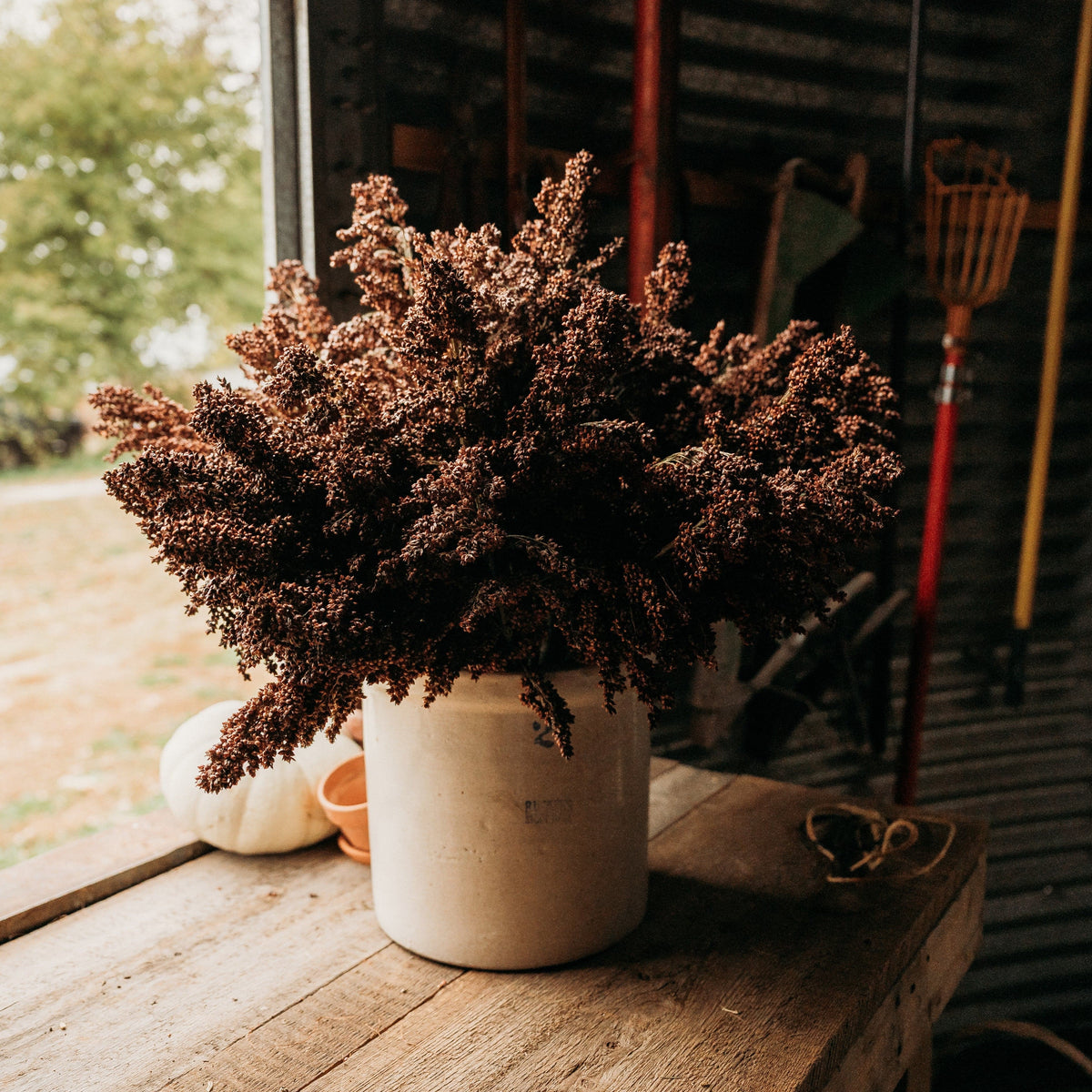Sumac Sugar/Sweet Cane Sorghum