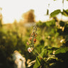 Sunset Runner Bean