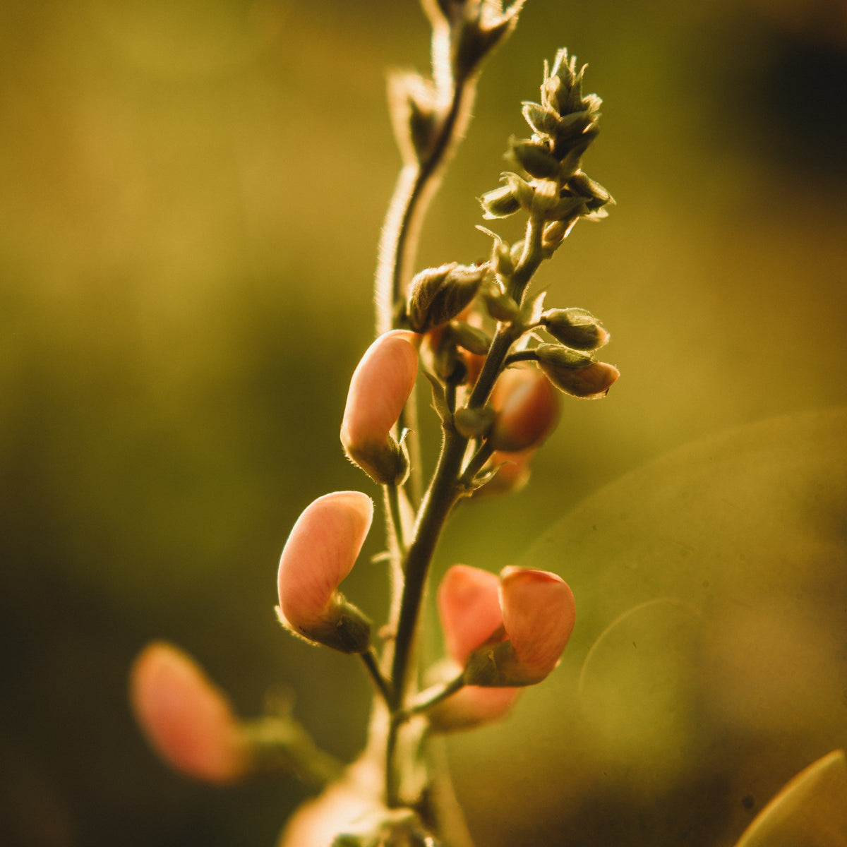 Sunset Runner Bean