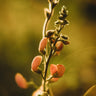 Sunset Runner Bean