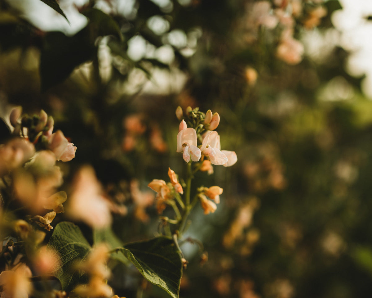 Sunset Runner Bean