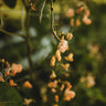 Sunset Runner Bean