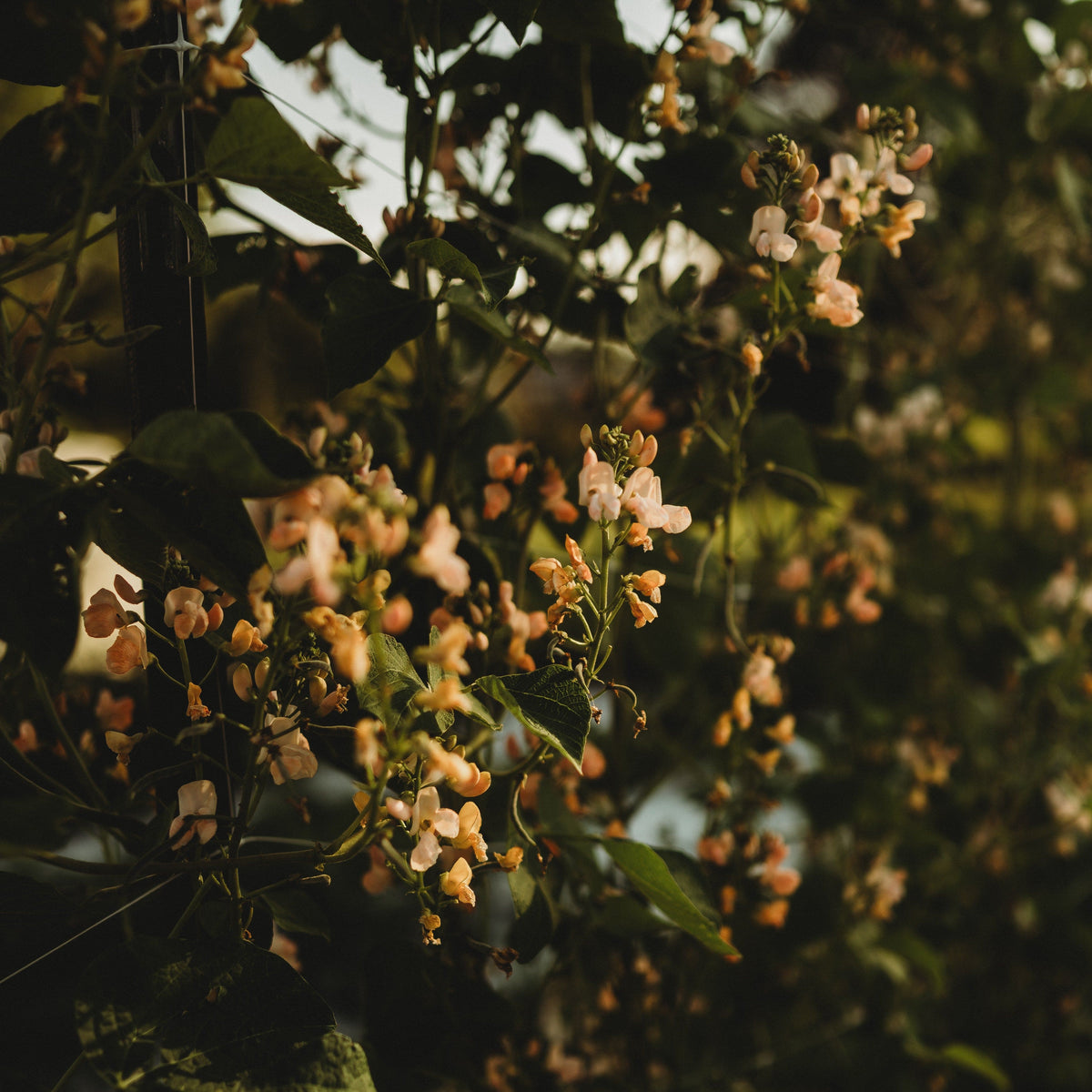 Sunset Runner Bean